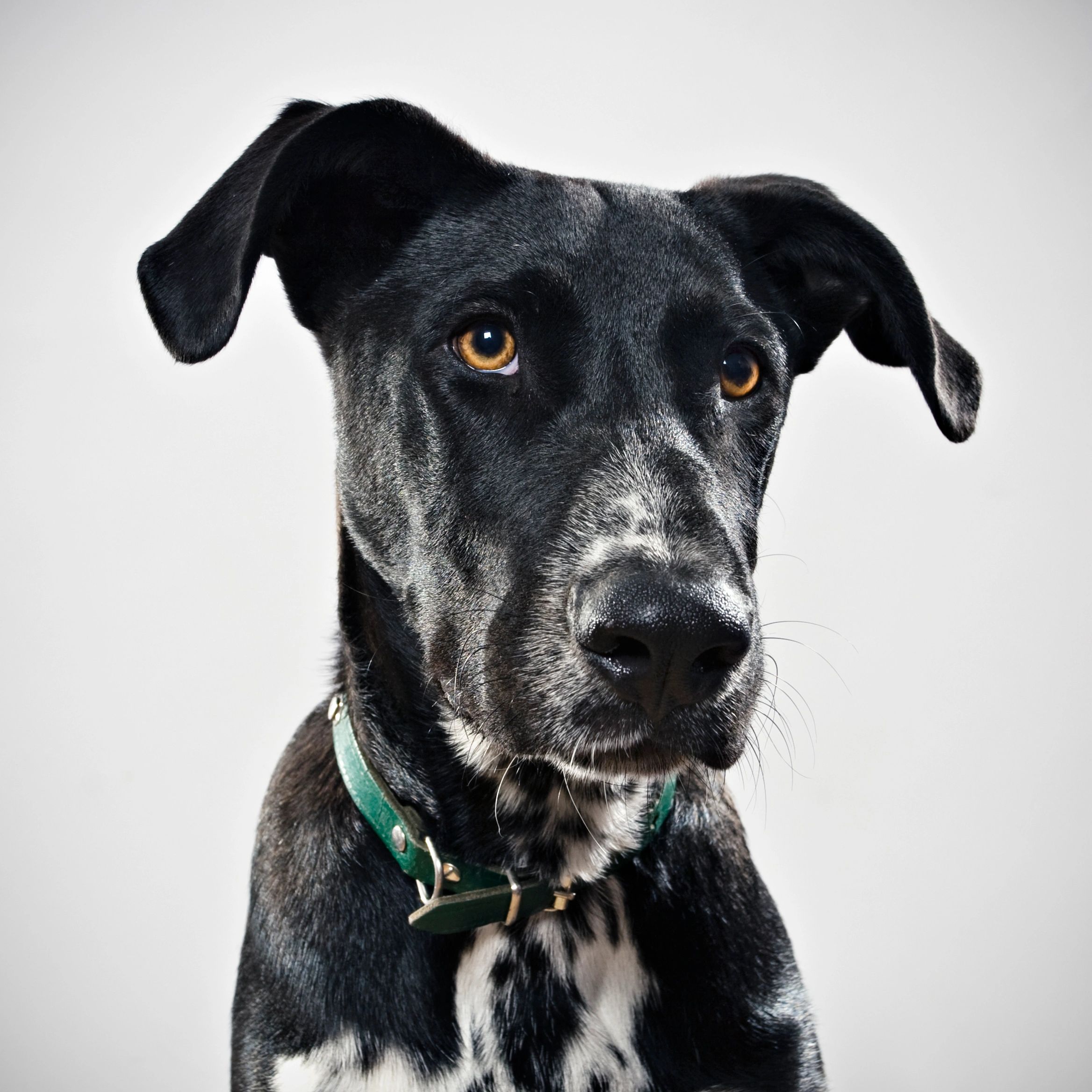 Beautiful dog portrait