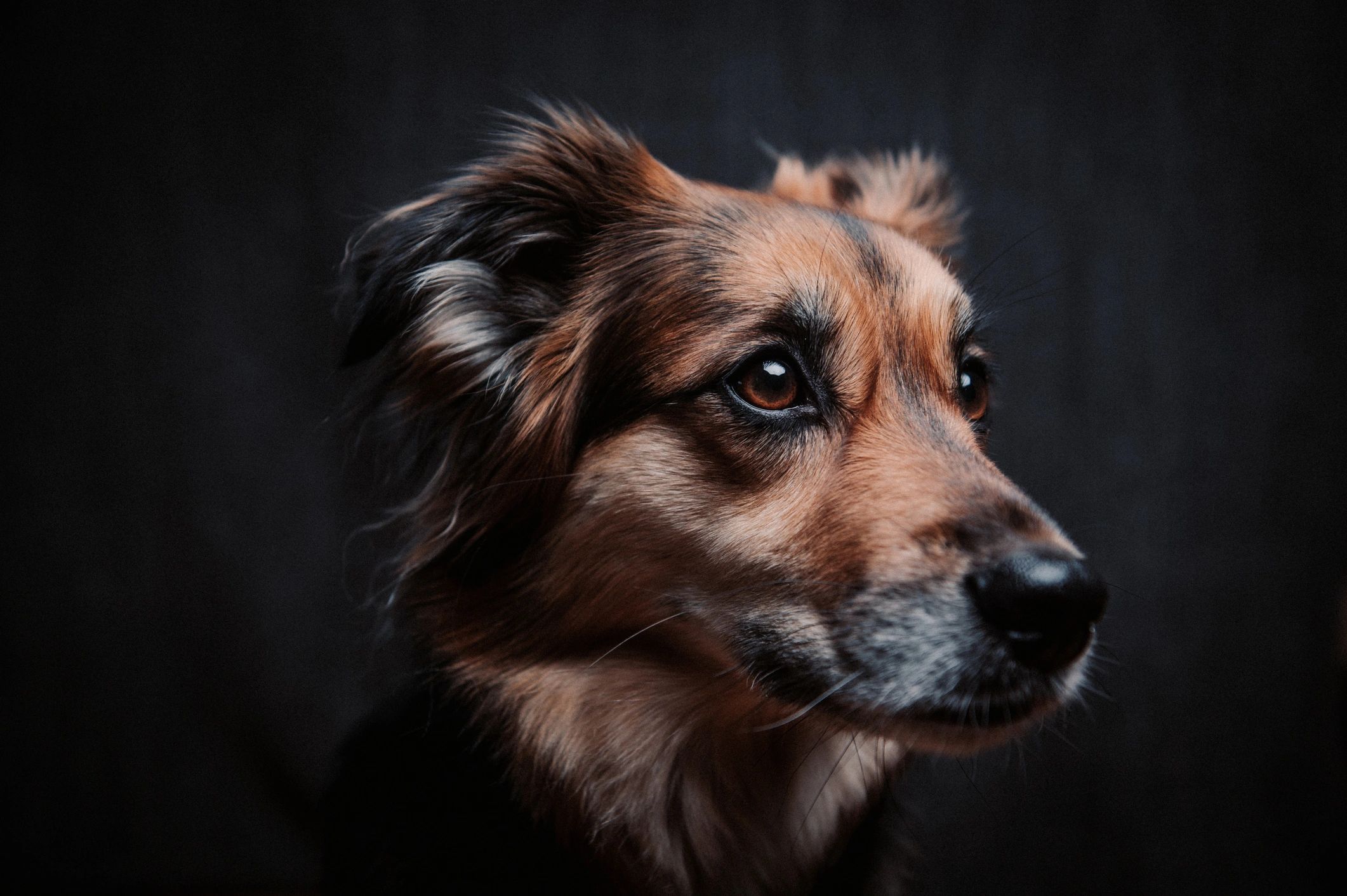 Portrait of a dog representing the Chloe Care brand