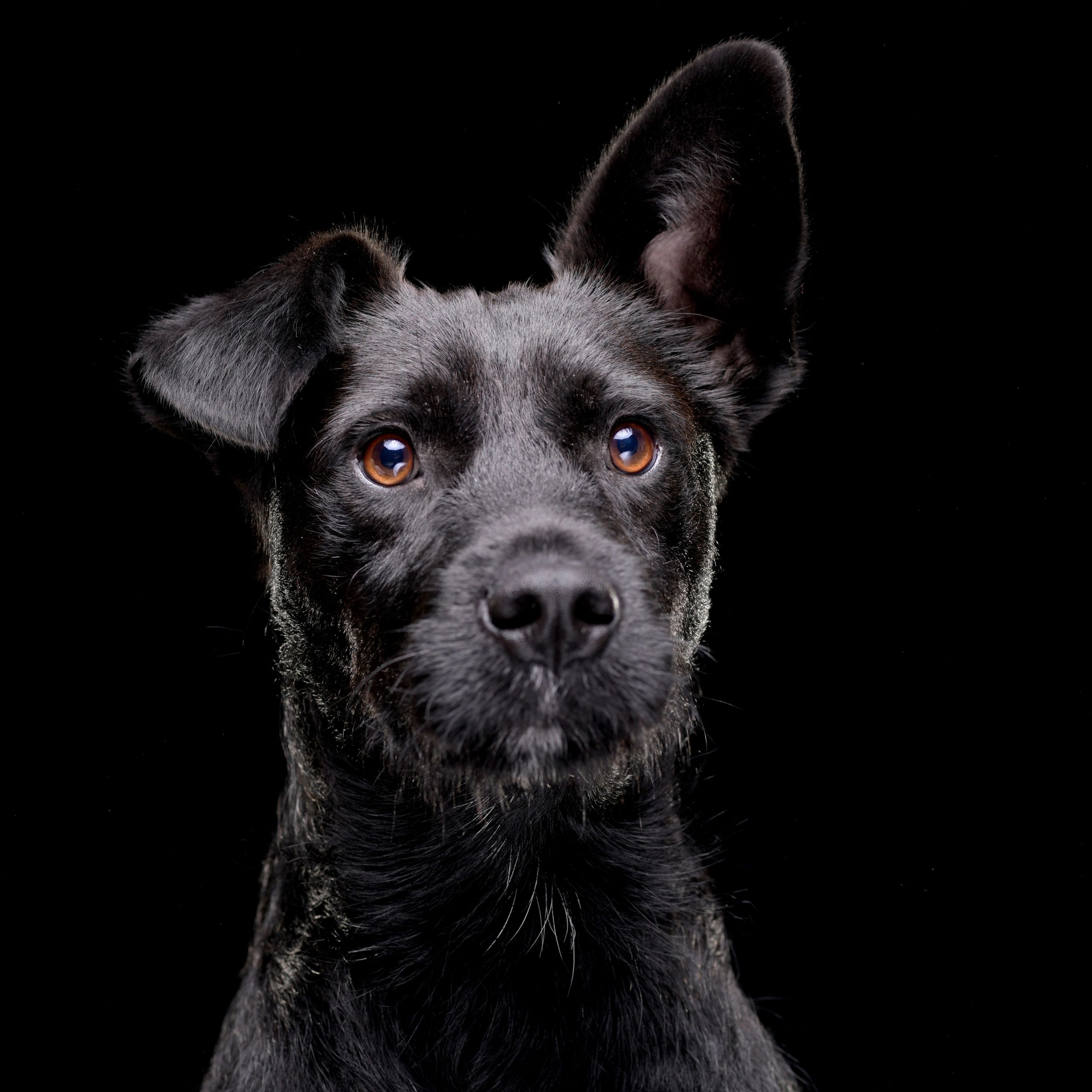 Portrait of an adorable mixed breed dog