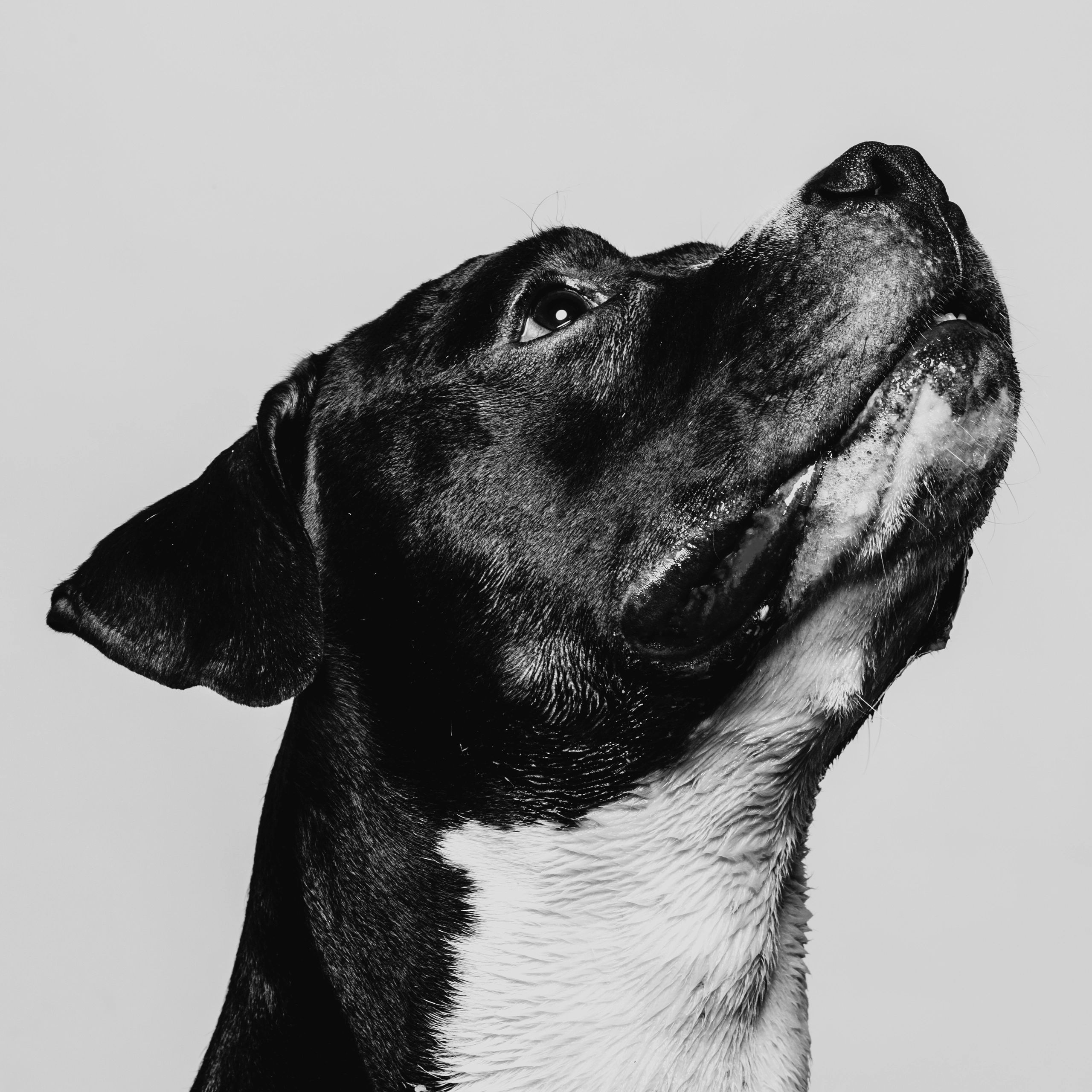 Portrait of a Staffordshire terrier