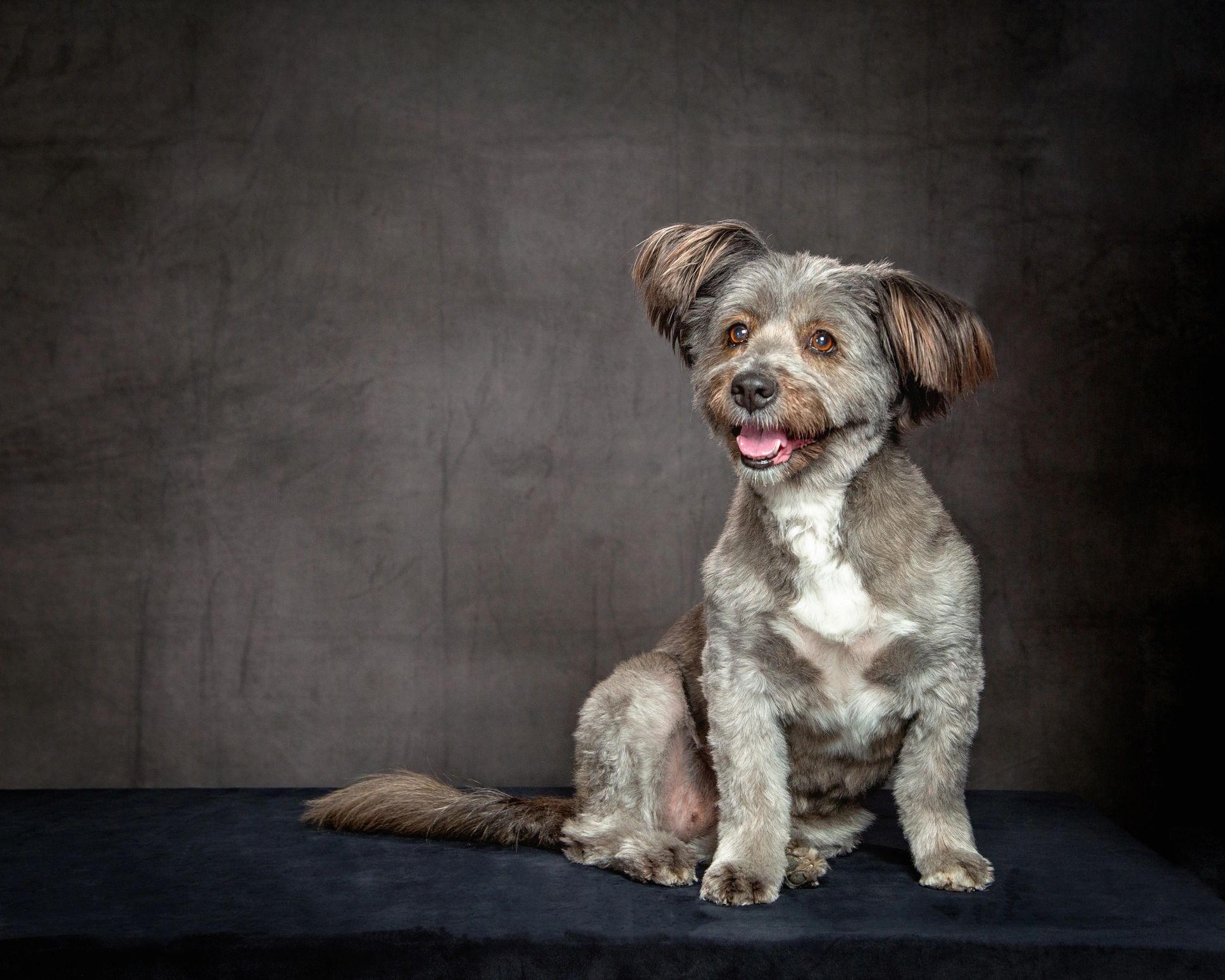Studio portrait of a dog used with testimonial section