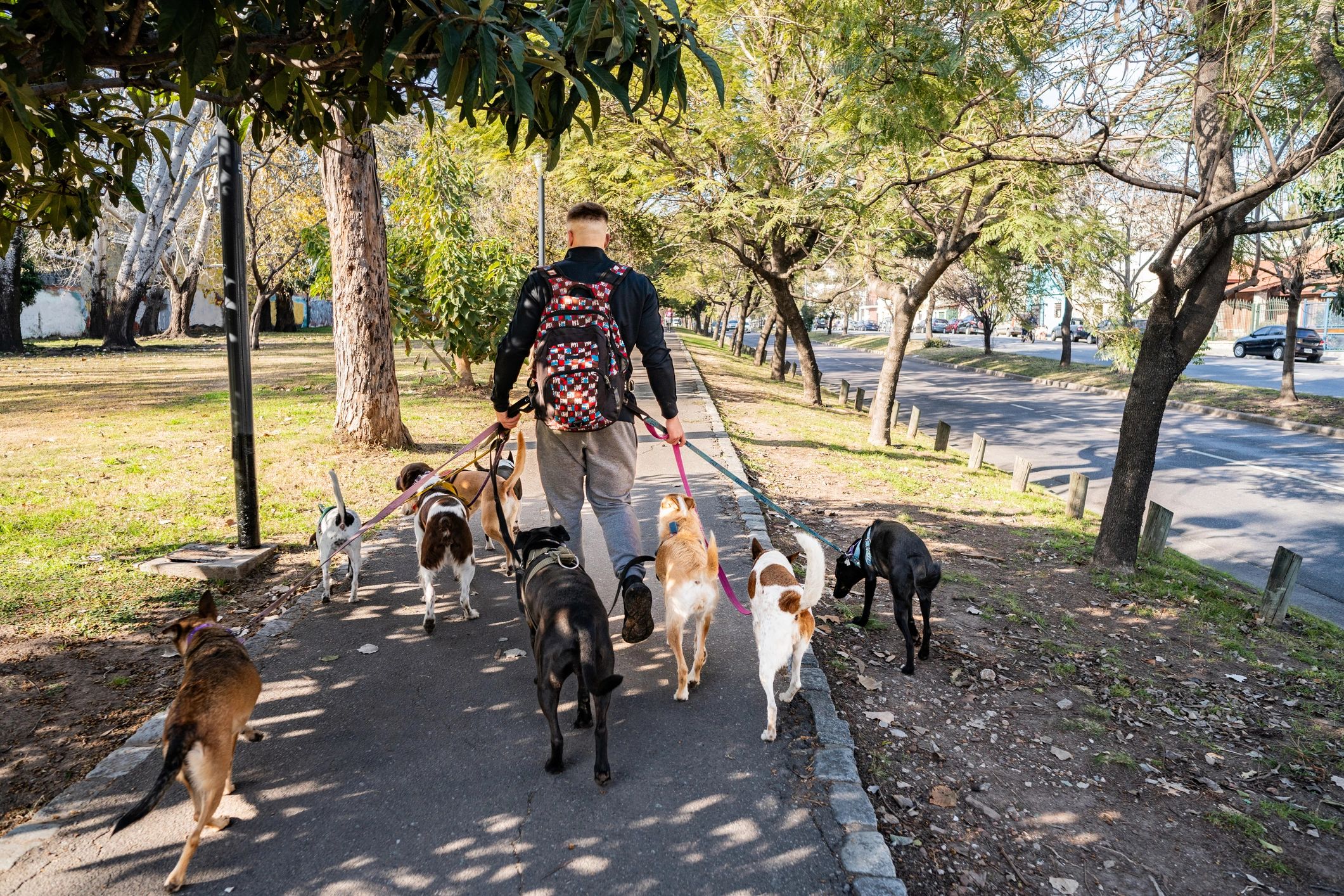Pet sitter walking the dogs in the city