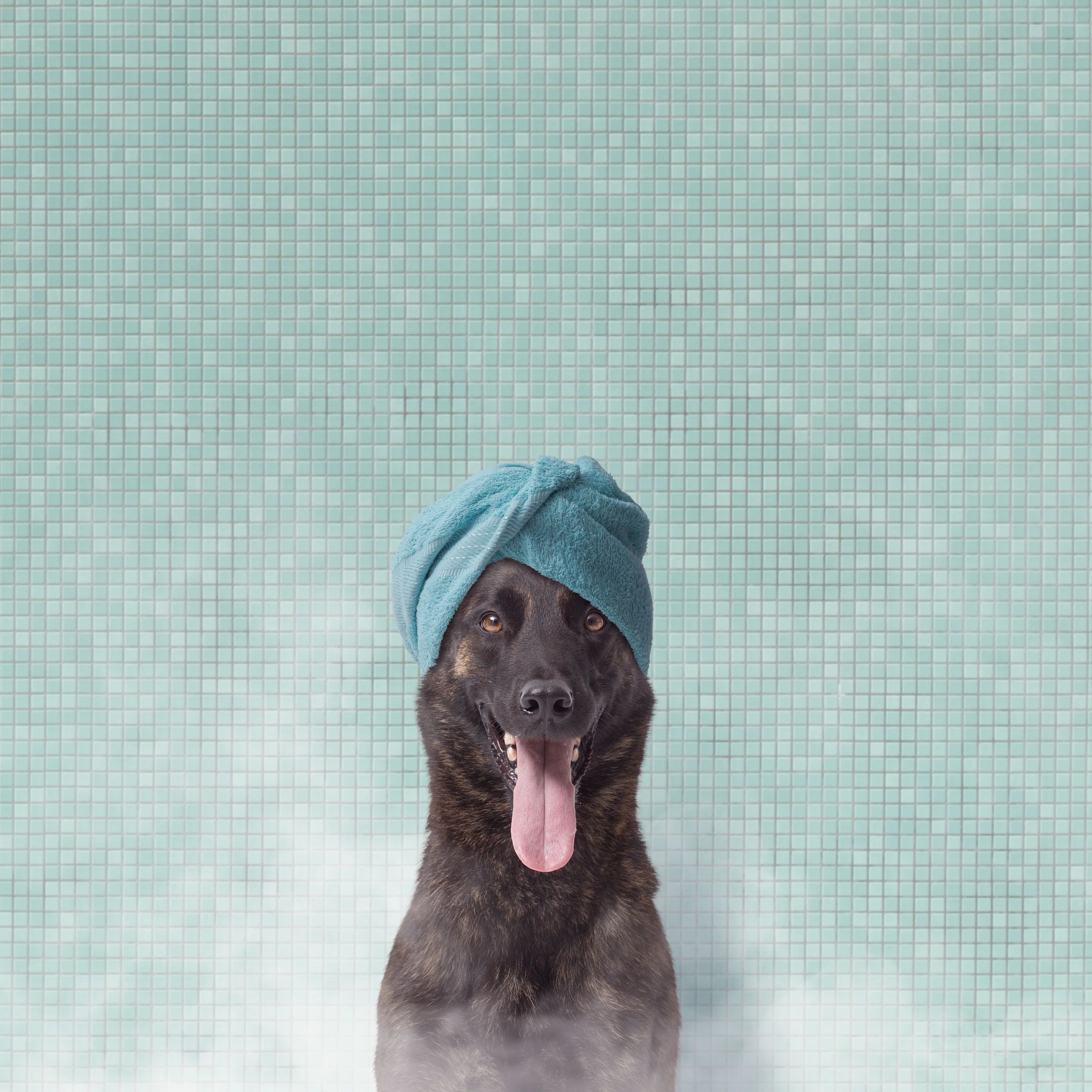 Relaxed dog wrapped in a towel after grooming