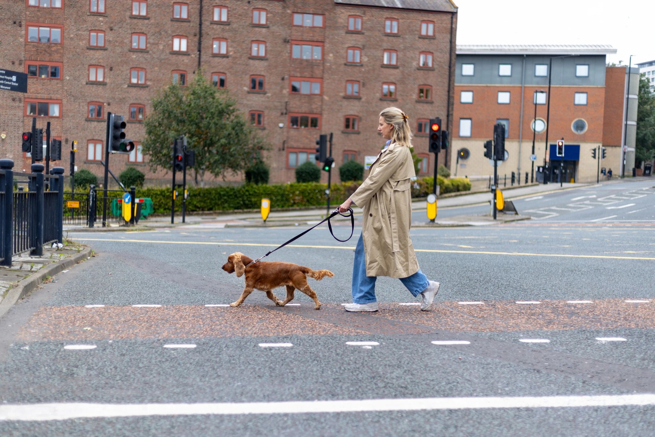 Professional dog walker crossing the street with a dog