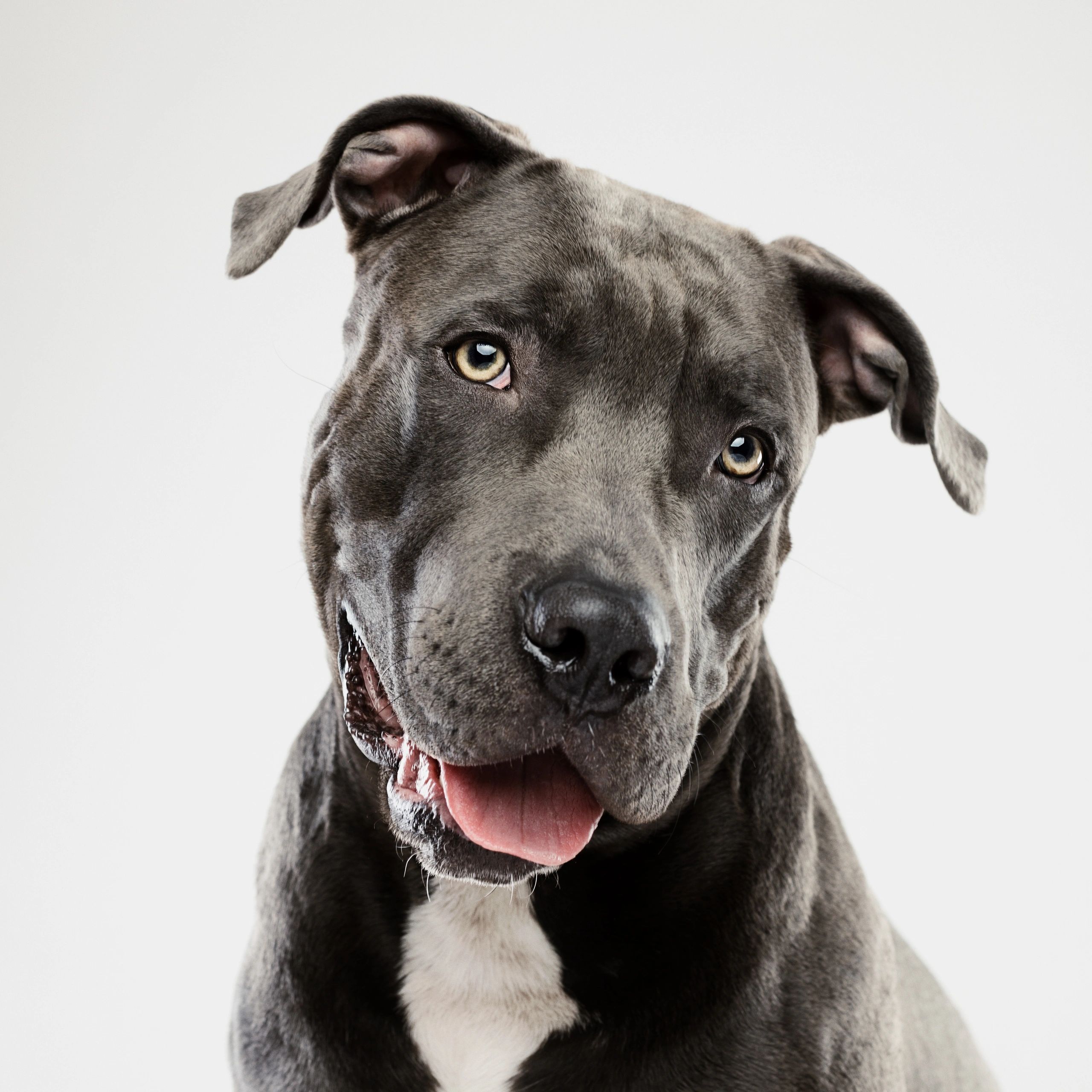 Pit bull dog listening studio portrait